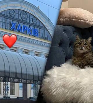 Наконец вернулся домой: звезда инстаграммы кот Степан прибыл в Харьков
