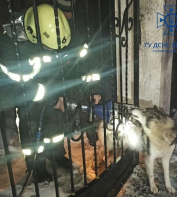 У Ківерцях рятувальники визволили собаку, який застряг у паркані