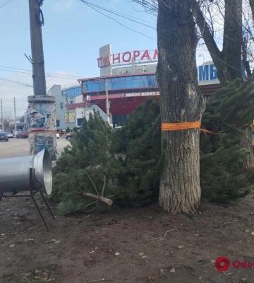 В Одессе начали продавать новогодние деревья: обзор цен