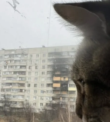 У Харків повернувся найвідоміший кіт України