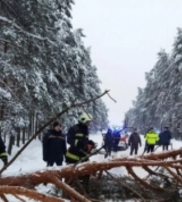 На Волині повалене дерево заблокувало рух на дорозі
