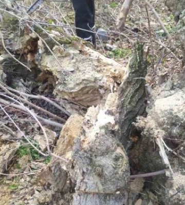 У Запоріжжі на Хортиці спилюють старі дерева - фото