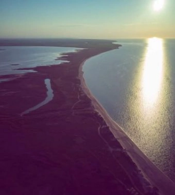 У Запорізькій області в Молочному лимані масово гине морська фауна - фото
