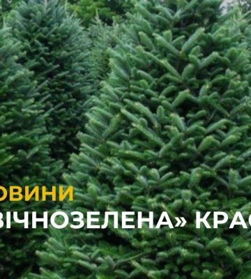 У Львові вже офіційно можна придбати новорічну ялинку: яка вартість? (відео)