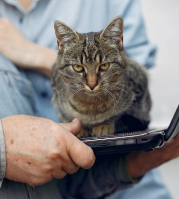 За продажу котят через интернет без регистрации могут оштрафовать на 85 тысяч гривен