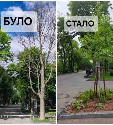 В саду Шевченко засох большой клен: что сделали коммунальщики