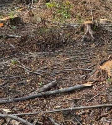 На Львівщині лісничі отримали підозру у незаконній вирубці понад 20 тисяч дерев