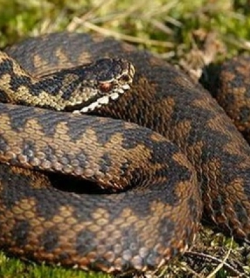 Сезон змій на Волині: які з них небезпечні та як діяти у разі укусу 