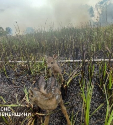 Двоє оленят у вогняній пастці: ДСНС дивом врятували малюків на Рівненщині