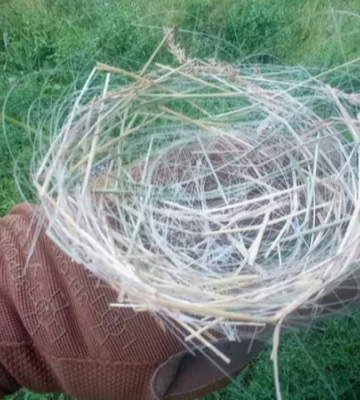 «Диво апокаліптичного світу». На Донеччині птахи в’ють гнізда з дронового оптоволокна — фото