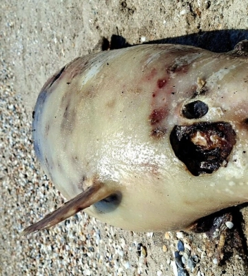 Береги Одещини всіяні тілами дельфінів: Чорне море викинуло десятки загиблих китоподібних, - ФОТО