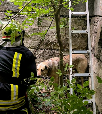 У Трускавці надзвичайники врятували собаку з котловану(ВІДЕО)