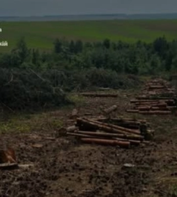 Замість лісу –  380 пнів: на Волині розслідують масштабну вирубку 