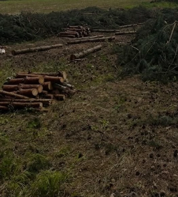 Замість лісу –  380 пнів: на Волині розслідують масштабну вирубку 