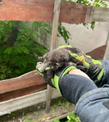 Кошеня в бетонній пастці біля кафе: у Кременчуці розгорнули рятувальну операцію — фінал зворушує