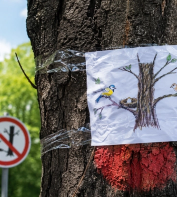 В Киеве не поддержали запрет кронирования деревьев во время сезона гнездования птиц