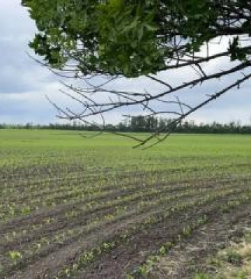 На Полтавщині зрошують лише 14% земель