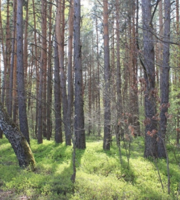 Лосі на Волині: поради, як безпечно поводитися в дикій природі