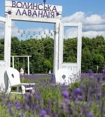 На Волині лавандове поле відновлюють після зими: чи відбудеться популярний фестиваль