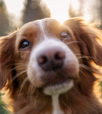 В Киеве на ВДНГ пройдет фестиваль AdoptMe Days: где и когда можно найти четырехлапого друга