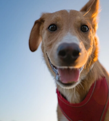 В Днепре опубликовали программу Dogs Guru Fest: конкурс красоты и талантов, бассейн и кино под открытым небом