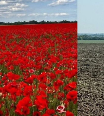 Макове поле на Львівщині, куди з'їжджалися фотопрочани, переорали