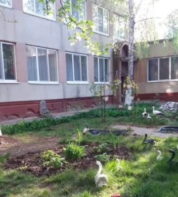 Мешканка Миколаєва заявила про атаку зграї біля дитсадка, але в закладі собак не знайшли
