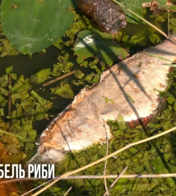 Десятки мертвих товстолобів: на Басовому Куті в Рівному масово гине риба (ВІДЕО)