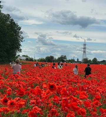 Популярне макове поле на Львівщині, де фотографувалися люди, переорали