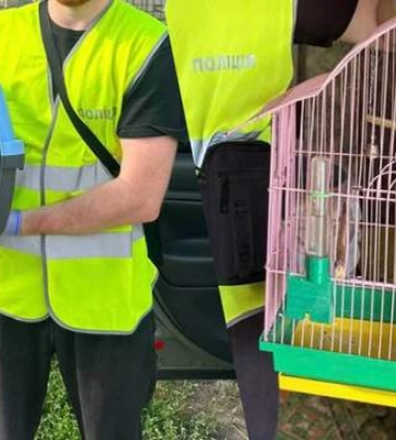 У дівчини з Павлограда, яка жорстоко знущалася з котів, вилучили тварин: у якому вони стані