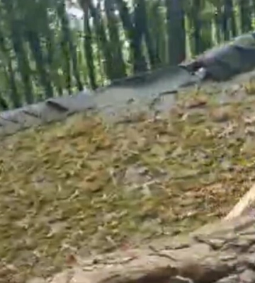 Велике дерево впало в тунелі кохання на Рівненщині (відео)