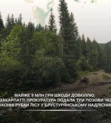 Лісова мафія на Закарпатті «вліпила» збитків на 9 мільйонів! Прокуратура б'є на сполох, заповідні зони безжально нищили (ПОДРОБИЦІ)