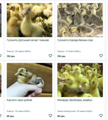 Скільки коштують курчата, каченята та індичата на Волині: огляд цін