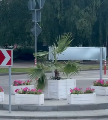 У центрі Золотоноші з’явилася пальма (ФОТО)