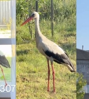 Замість оленя Бориса до відомої блогерки тепер приходить лелека (відео)