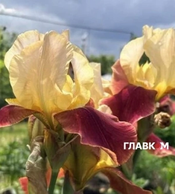 Дощі, грози та +7 вночі: в Україну йде похолодання. Чого чекати киянам?