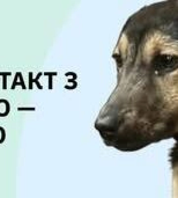 Туристи привезли з гори Пікуй на Львівщину собаку зі сказом