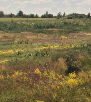 На берегах Південного Бугу зафіксували стан унікальної пам'ятки національного значення, яку намагалися знищити