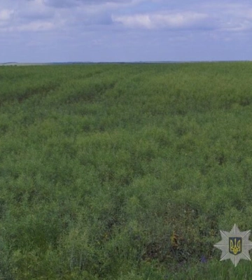 На Одещині судитимуть фермера, який самовільно засіяв землі громади пшеницею та ріпаком