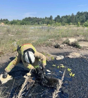 У Вараші рятувальники витягнули собаку з ями, заповненої смолою (ВІДЕО)