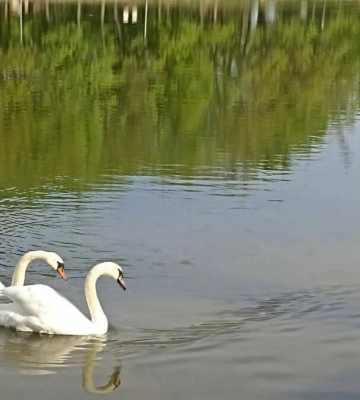 У Львові пройде фестиваль спортивного рибальства на озері Левандівське