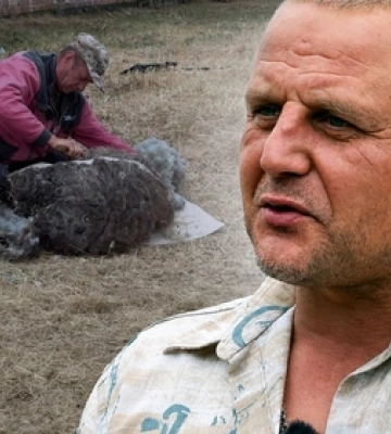 Від двох пар овець до великої отари: як господар з Волині розвиває вівчарство (фото, відео)