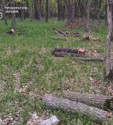 Знищено понад 500 дерев і завдано 12 млн грн збитків: на Полтавщині судитимуть «чорних лісорубів»