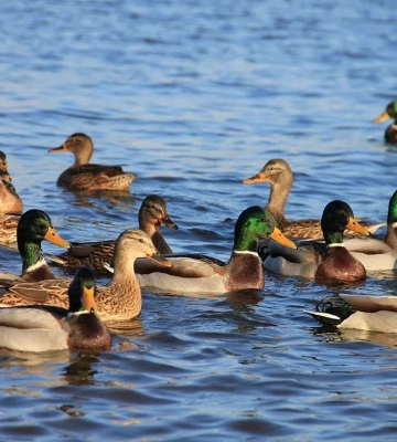 На львівському Duck’s Lake відмовилися від прогулянок на каяках: водойму залишать для птахів