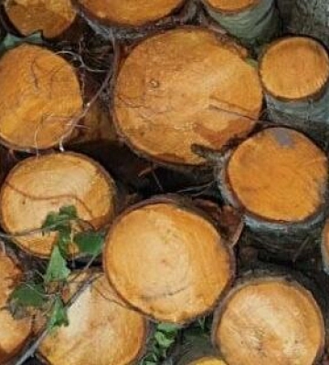 На Одещині зупинили вантажівку з деревиною без належних документів