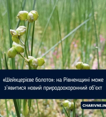 «Шейхцерієве болото»: на Рівненщині може з’явитися новий природоохоронний об’єкт