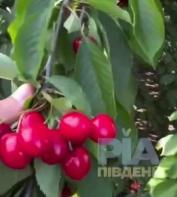 "Никому не нужна": в Мелитополе показали, как знаменитая черешня гниет прямо на деревьях (видео)