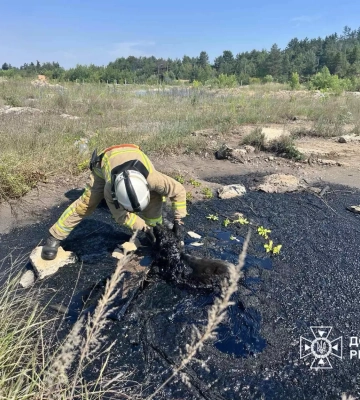 На Рівненщині рятувальники витягнули переляканого собаку з ями зі смолою, - ДСНС