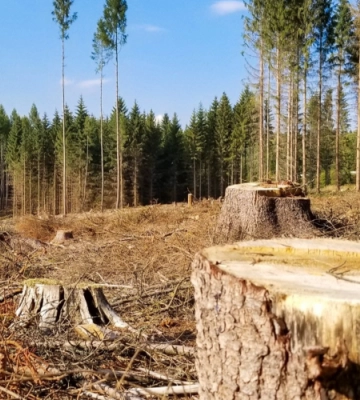 Вивіз три колоди трактором: на Волині суд покарав чоловіка за крадіжку деревини