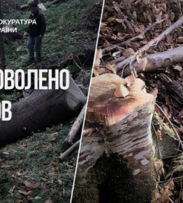 Суд стягнув 83 млн грн за незаконну вирубку лісів у НПП «Гуцульщина»